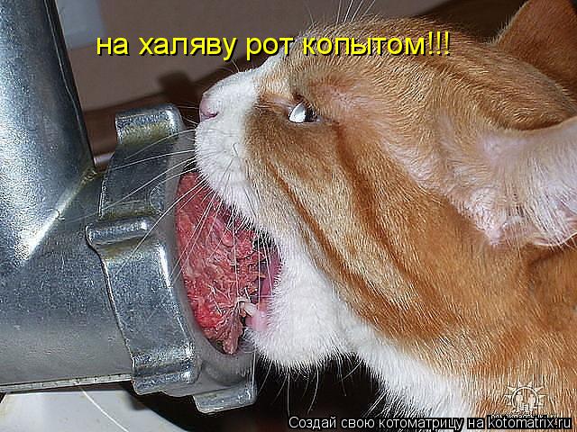 на халяву рот копытом!!!... Котоматрица: на халяву рот копытом!!!