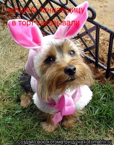 мущина танцовщицу в торт заказывали... Котоматрица: мущина танцовщицу в торт заказывали