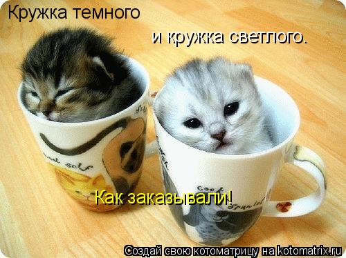 Кружка темного и кружка светлого. Как заказывали!... Котоматрица: Кружка темного и кружка светлого. Как заказывали!