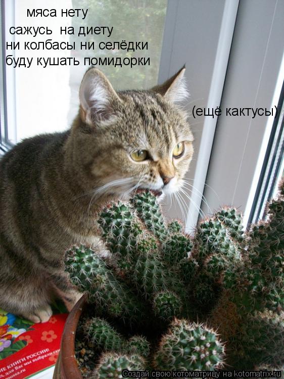 мяса нету сажусь на диету ни колбасы ни селёдки буду кушать помидорки (ещё кактусы)... Котоматрица: мяса нету сажусь на диету ни колбасы ни селёдки буду кушать помидорки (ещё кактусы)