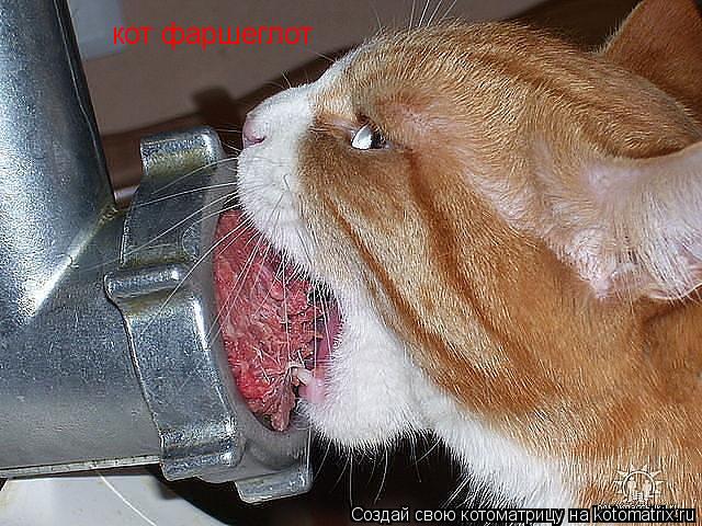 кот фаршеглот... Котоматрица: кот фаршеглот