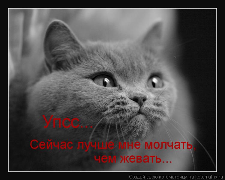 Упсс... Сейчас лучше мне молчать, чем жевать...... Котоматрица: Упсс... Сейчас лучше мне молчать, чем жевать...
