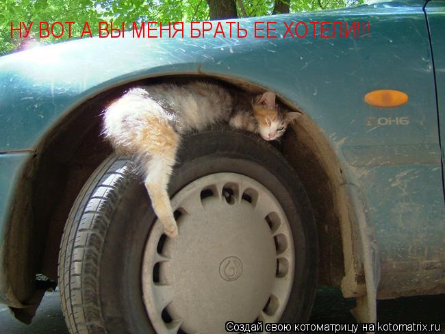 НУ ВОТ А ВЫ МЕНЯ БРАТЬ ЕЕ ХОТЕЛИ!!!... Котоматрица: НУ ВОТ А ВЫ МЕНЯ БРАТЬ ЕЕ ХОТЕЛИ!!!