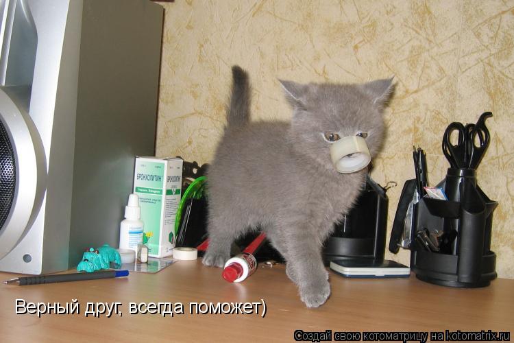 Верный друг, всегда поможет)... Котоматрица: Верный друг, всегда поможет)