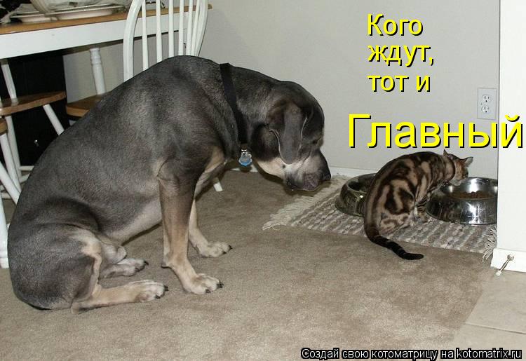Кого ждут, тот и Главный... Котоматрица: Кого ждут, тот и Главный