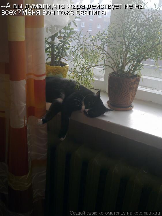 --А вы думали,что жара действует не на всех?Меня вон тоже свалила!... Котоматрица: --А вы думали,что жара действует не на всех?Меня вон тоже свалила!
