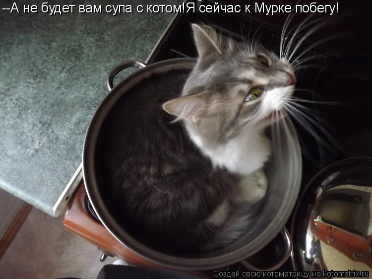 --А не будет вам супа с котом!Я сейчас к Мурке побегу!... Котоматрица: --А не будет вам супа с котом!Я сейчас к Мурке побегу!