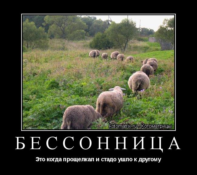 Котоматрица: бессонница Это когда прощелкал и стадо ушло к другому