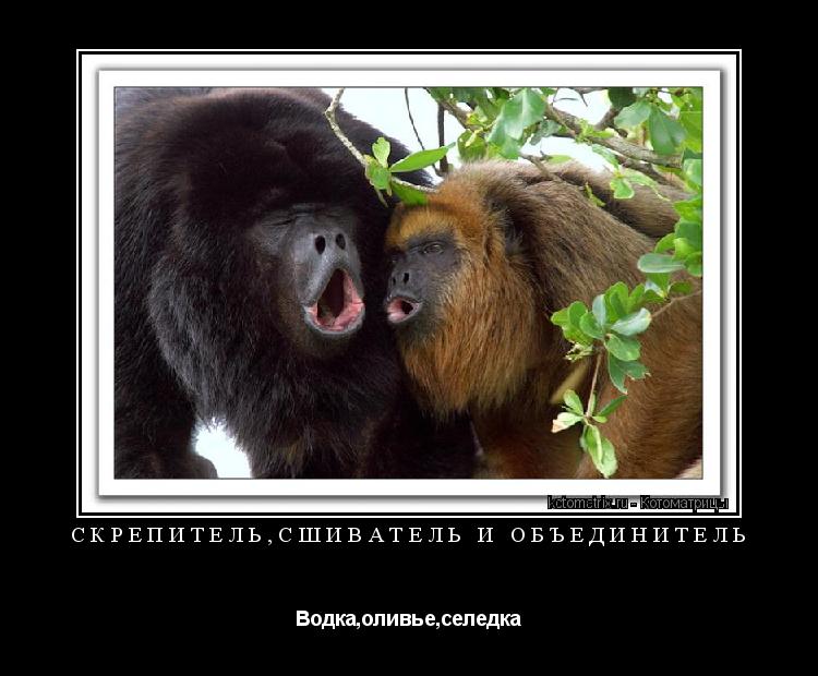 Котоматрица: скрепитель,сшиватель и объединитель Водка,оливье,селедка