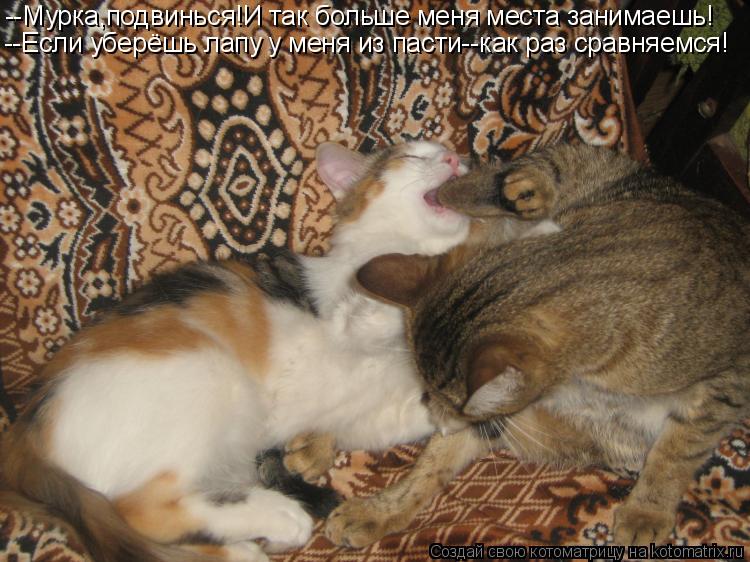 --Мурка,подвинься!И так больше меня места занимаешь! --Если уберёшь лапу у меня из пасти--как раз сра... Котоматрица: --Мурка,подвинься!И так больше меня места занимаешь! --Если уберёшь лапу у меня из пасти--как раз сравняемся!