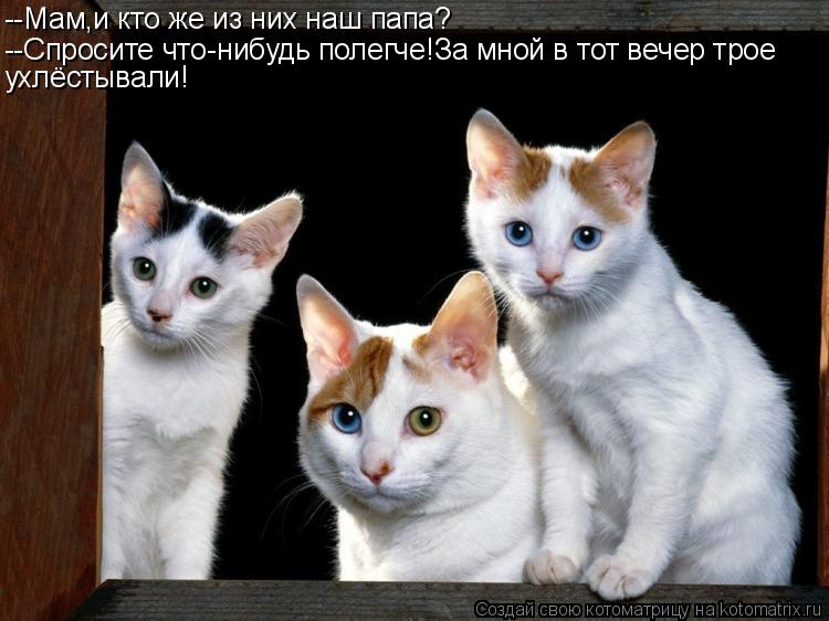 --Мам,и кто же из них наш папа? --Спросите что-нибудь полегче!За мной в тот вечер трое ухлёстывали!... Котоматрица: --Мам,и кто же из них наш папа? --Спросите что-нибудь полегче!За мной в тот вечер трое ухлёстывали!