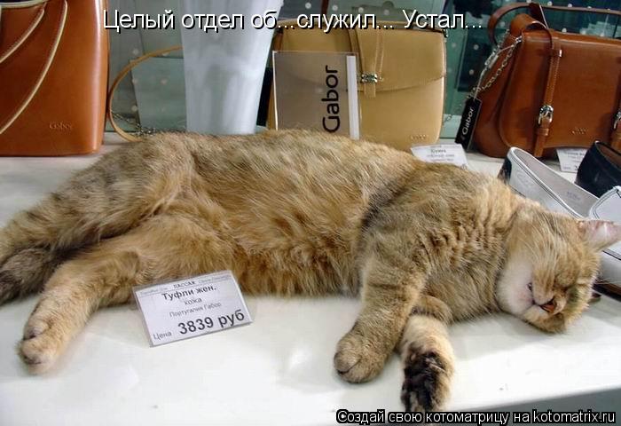 Целый отдел об...служил... Устал...... Котоматрица: Целый отдел об...служил... Устал...
