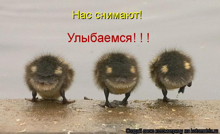 Нас снимают! Улыбаемся! ! !... Котоматрица: Нас снимают! Улыбаемся! ! !