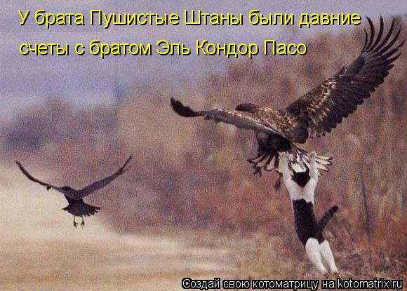 У брата Пушистые Штаны были давние счеты с братом Эль Кондор Пасо... Котоматрица: У брата Пушистые Штаны были давние счеты с братом Эль Кондор Пасо