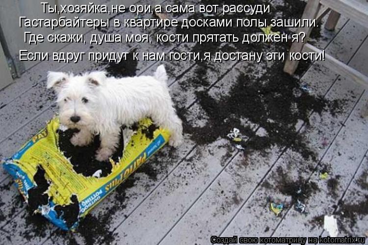 Котоматрица: Ты,хозяйка,не ори,а сама вот рассуди Гастарбайтеры в квартире досками полы зашили. Где скажи, душа моя, кости прятать должен я? Если вдруг пр