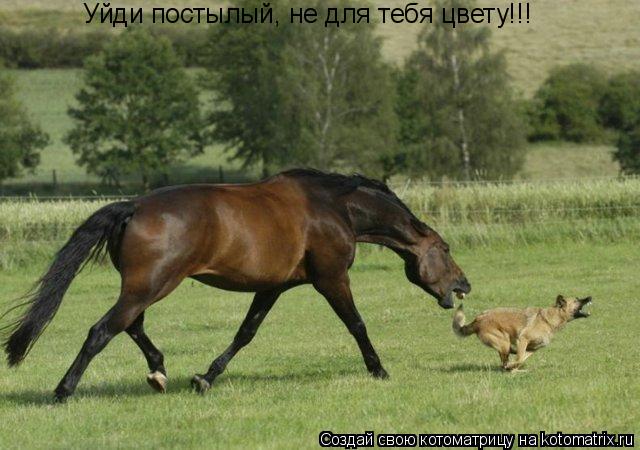 Уйди постылый, не для тебя цвету!!!... Котоматрица: Уйди постылый, не для тебя цвету!!!