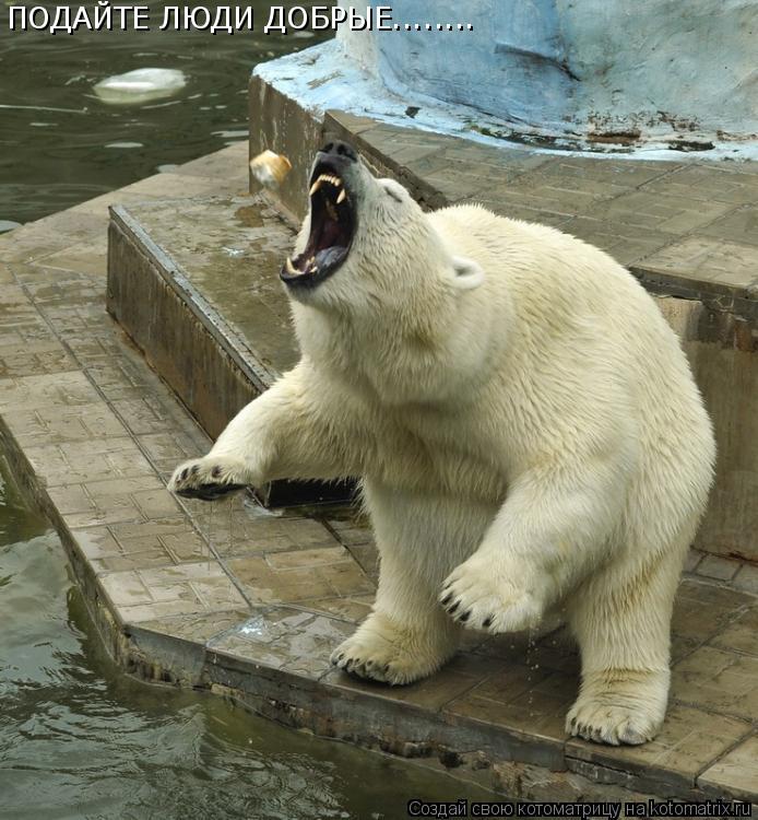 ПОДАЙТЕ ЛЮДИ ДОБРЫЕ........... Котоматрица: ПОДАЙТЕ ЛЮДИ ДОБРЫЕ........