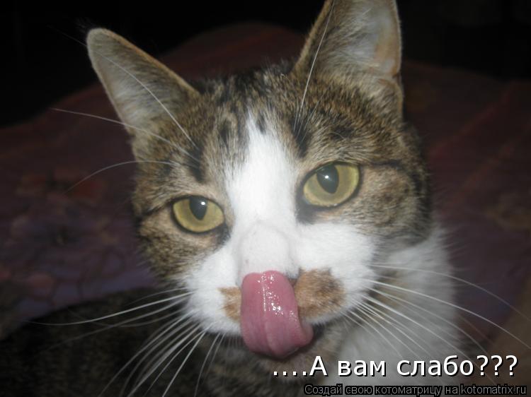 ....А вам слабо???... Котоматрица: ....А вам слабо???