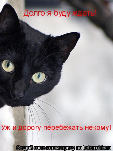 Долго я буду ждать! Уж и дорогу перебежать некому!... Котоматрица: Долго я буду ждать! Уж и дорогу перебежать некому!