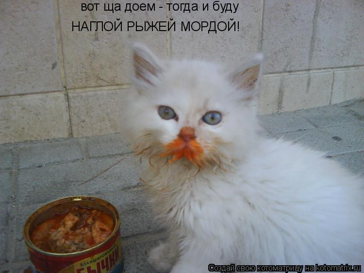 вот ща доем - тогда и буду НАГЛОЙ РЫЖЕЙ МОРДОЙ!... Котоматрица: вот ща доем - тогда и буду НАГЛОЙ РЫЖЕЙ МОРДОЙ!