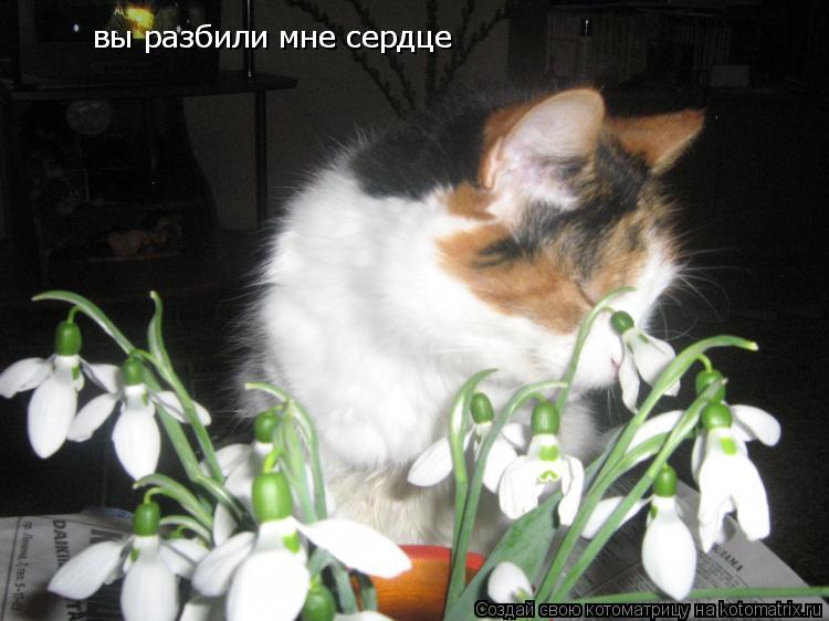 вы разбили мне сердце вы разбили мне сердце... Котоматрица: вы разбили мне сердце вы разбили мне сердце