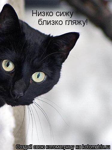 Низко сижу близко гляжу!... Котоматрица: Низко сижу близко гляжу!