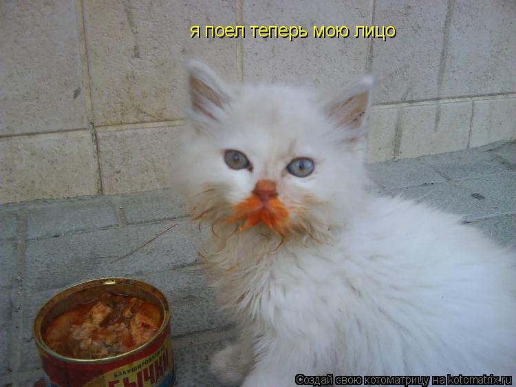 я поел теперь мою лицо... Котоматрица: я поел теперь мою лицо