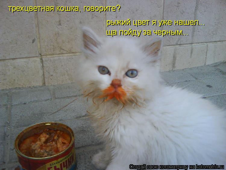 трехцветная кошка, говорите? рыжий цвет я уже нашел... ща пойду за черным...... Котоматрица: трехцветная кошка, говорите? рыжий цвет я уже нашел... ща пойду за черным...