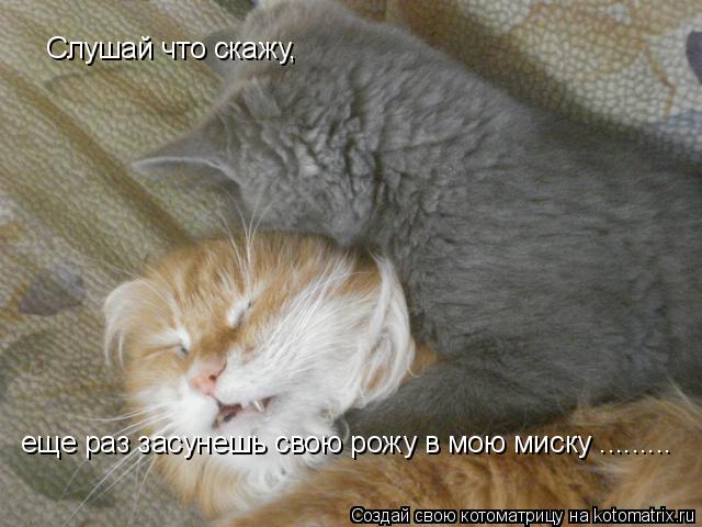 еще раз засунешь свою рожу в мою миску ......... Слушай что скажу,... Котоматрица: еще раз засунешь свою рожу в мою миску ......... Слушай что скажу,