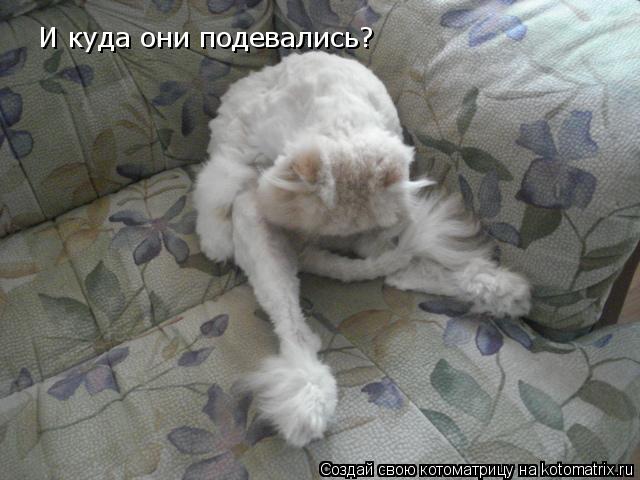 И куда они подевались?... Котоматрица: И куда они подевались?