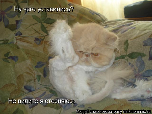 Котоматрица: Ну чего уставились? Не видите я стесняюсь.