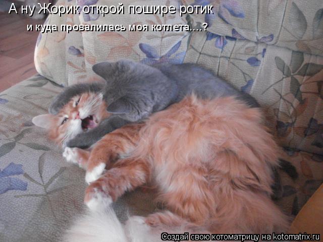 Котоматрица: А ну Жорик открой пошире ротик и куда провалилась моя котлета....?