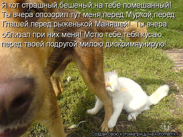 Я кот страшный,бешеный,на тебе помешанный! Ты вчера опозорил тут меня,перед Муркой,перед Глашей,перед... Котоматрица: Я кот страшный,бешеный,на тебе помешанный! Ты вчера опозорил тут меня,перед Муркой,перед Глашей,перед рыженькой Маняшей! Ты вчера облизал п
