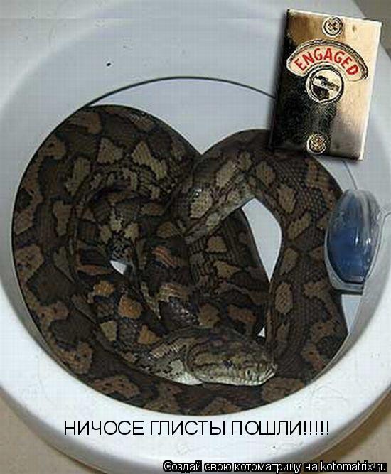 НИЧОСЕ ГЛИСТЫ ПОШЛИ!!!!!... Котоматрица: НИЧОСЕ ГЛИСТЫ ПОШЛИ!!!!!