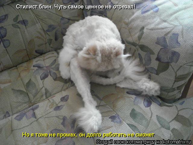 Стилист блин. Чуть самое ценное не отрезал! Но я тоже не промах, он долго работать не сможет... Котоматрица: Стилист блин. Чуть самое ценное не отрезал! Но я тоже не промах, он долго работать не сможет