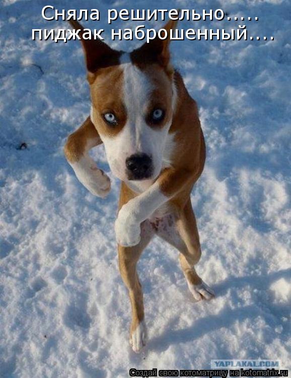Сняла решительно..... пиджак наброшенный....... Котоматрица: Сняла решительно..... пиджак наброшенный....