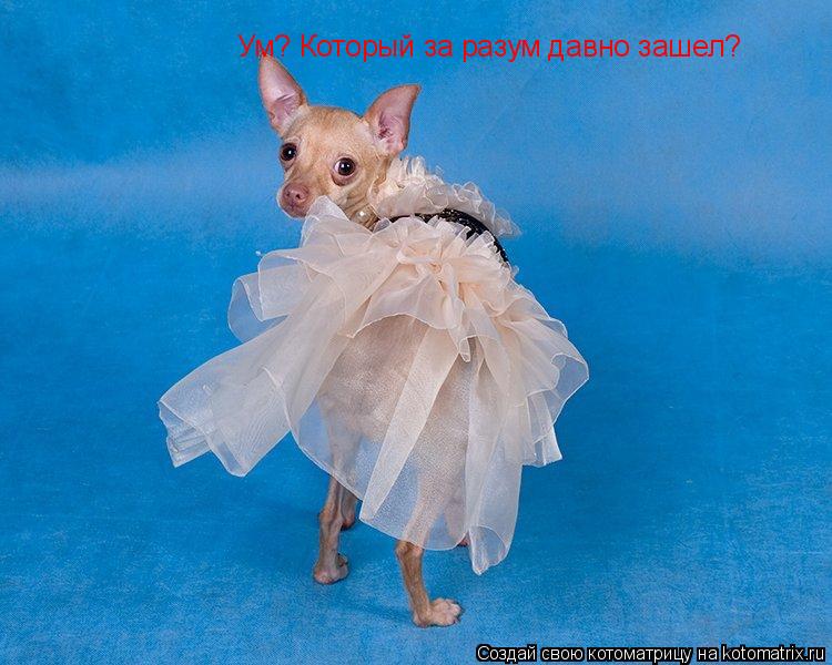 Ум? Ум? Который за разум давно зашел?... Котоматрица: Ум? Ум? Который за разум давно зашел?