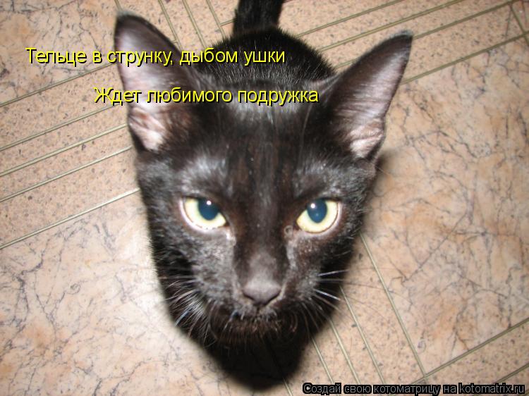 Тельце в струнку, дыбом ушки Ждет любимого подружка... Котоматрица: Тельце в струнку, дыбом ушки Ждет любимого подружка