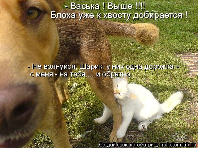 - Васька ! Выше !!!! Блоха уже к хвосту добирается ! - Не волнуйся, Шарик, у них одна дорожка - с ме... Котоматрица: - Васька ! Выше !!!! Блоха уже к хвосту добирается ! - Не волнуйся, Шарик, у них одна дорожка - с меня - на тебя.... и обратно...