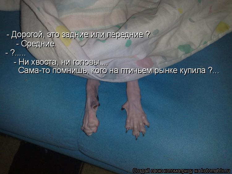 - Дорогой, это задние или передние ? - Средние. - ?..... - Ни хвоста, ни головы.... Сама-то помнишь, ... Котоматрица: - Дорогой, это задние или передние ? - Средние. - ?..... - Ни хвоста, ни головы.... Сама-то помнишь, кого на птичьем рынке купила ?...