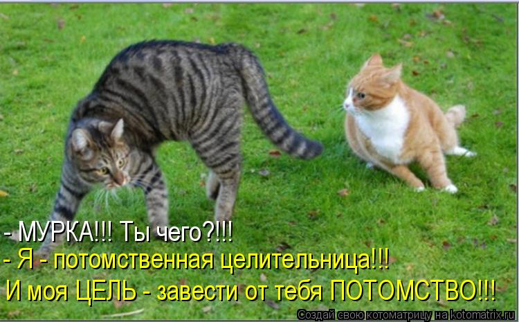 - МУРКА!!! Ты чего?!!! - Я - потомственная целительница!!! И моя ЦЕЛЬ - завести от тебя ПОТОМСТВО!!!... Котоматрица: - МУРКА!!! Ты чего?!!! - Я - потомственная целительница!!! И моя ЦЕЛЬ - завести от тебя ПОТОМСТВО!!!