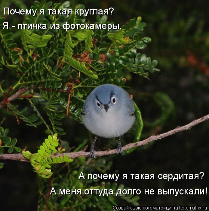 Почему я такая круглая? Я - птичка из фотокамеры. А почему я такая сердитая? А меня оттуда долго не в... Котоматрица: Почему я такая круглая? Я - птичка из фотокамеры. А почему я такая сердитая? А меня оттуда долго не выпускали!