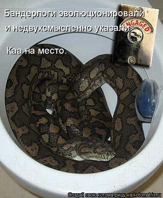 Бандерлоги эволюционировали и недвухсмысленно указали Каа на место.... Котоматрица: Бандерлоги эволюционировали и недвухсмысленно указали Каа на место.