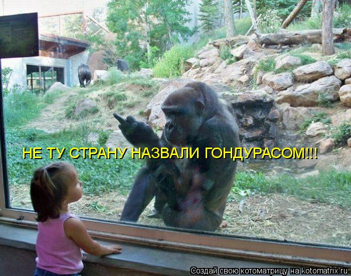 НЕ ТУ СТРАНУ НАЗВАЛИ ГОНДУРАСОМ!!!... Котоматрица: НЕ ТУ СТРАНУ НАЗВАЛИ ГОНДУРАСОМ!!!