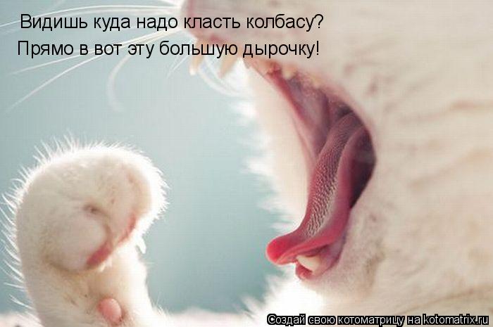 Видишь куда надо класть колбасу? Прямо в вот эту большую дырочку!... Котоматрица: Видишь куда надо класть колбасу? Прямо в вот эту большую дырочку!