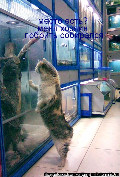 место есть? меня хозяин побрить собирался!... Котоматрица: место есть? меня хозяин побрить собирался!