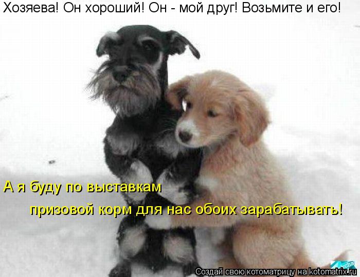 Хозяева! Он хороший! Он - мой друг! Возьмите и его! А я буду по выставкам призовой корм для нас обо... Котоматрица: Хозяева! Он хороший! Он - мой друг! Возьмите и его! А я буду по выставкам призовой корм для нас обоих зарабатывать!