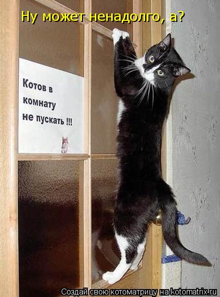 Ну может ненадолго, а?... Котоматрица: Ну может ненадолго, а?