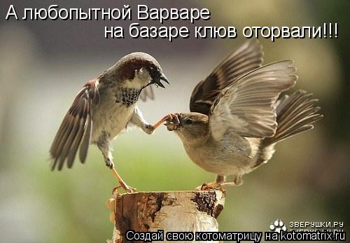 А любопытной Варваре на базаре клюв оторвали!!!... Котоматрица: А любопытной Варваре на базаре клюв оторвали!!!