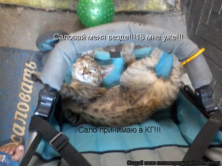 Саловай меня везде!!!18 мне уже!!! Сало принимаю в КГ!!!... Котоматрица: Саловай меня везде!!!18 мне уже!!! Сало принимаю в КГ!!!